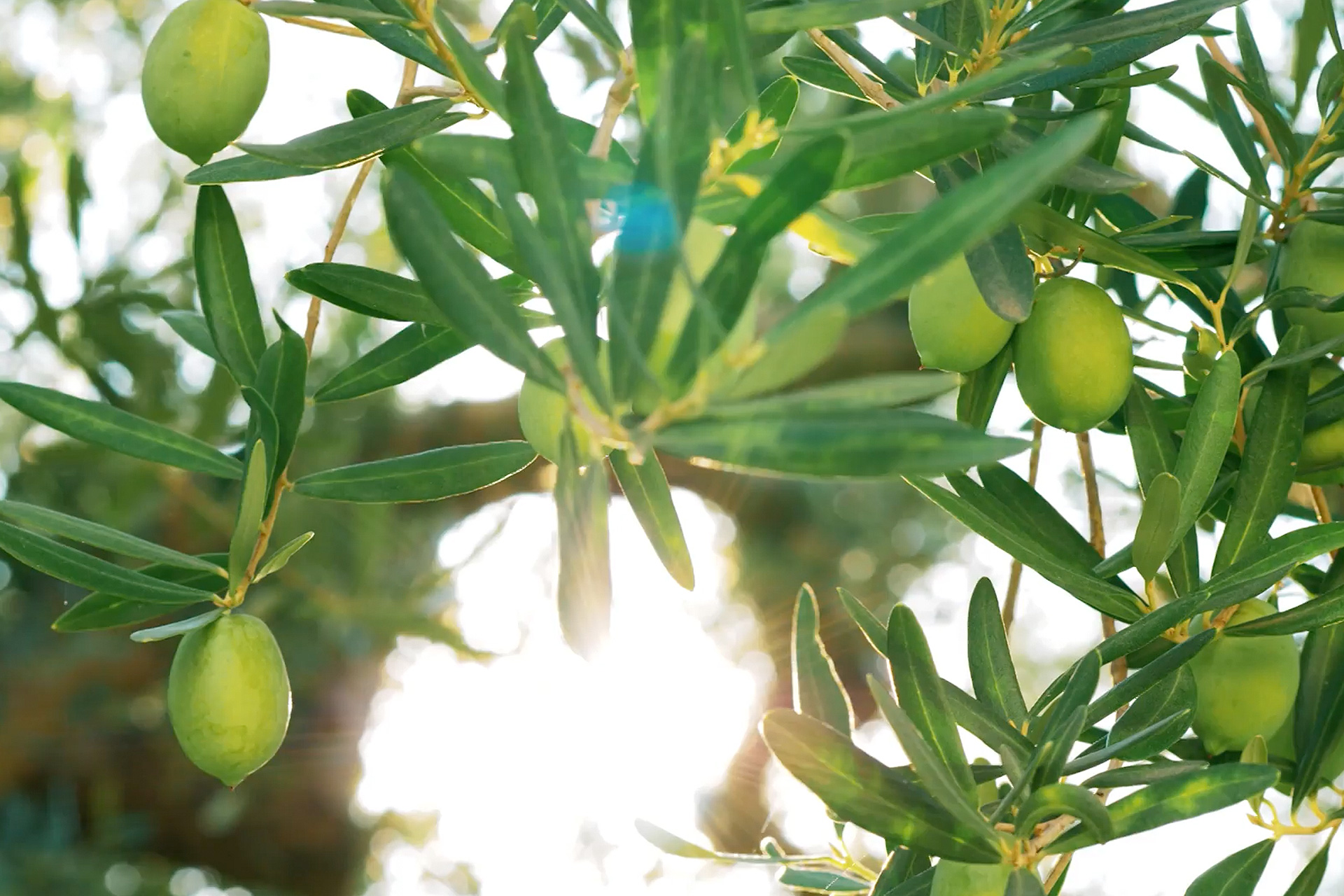 Zeytin Ağaçlarından Sofranıza Uzanan Enfes Bir Miras.